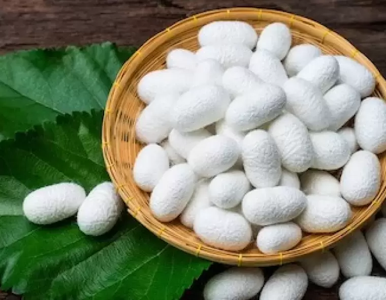 Thuốc hỗ trợ tăng kén cho tằm: Giải pháp nâng cao năng suất và chất lượng kén