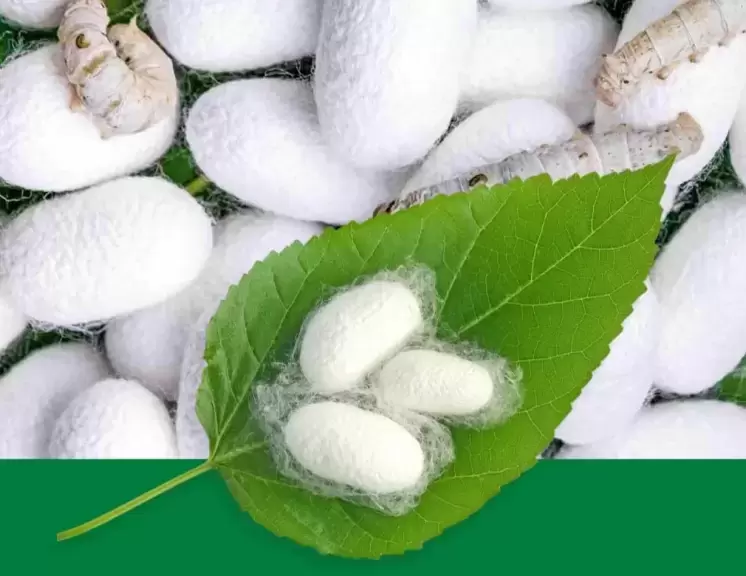 Một số bệnh hại tằm và phương pháp phòng trừ