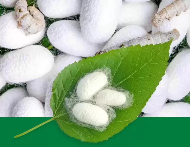 Một số bệnh hại tằm và phương pháp phòng trừ