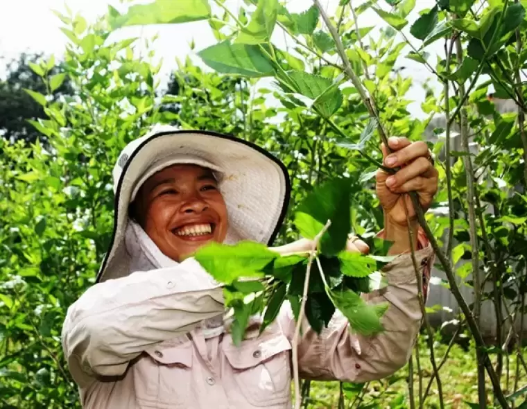 TIỀM NĂNG THỊ TRƯỜNG NUÔI TẰM TẠI VIỆT NAM